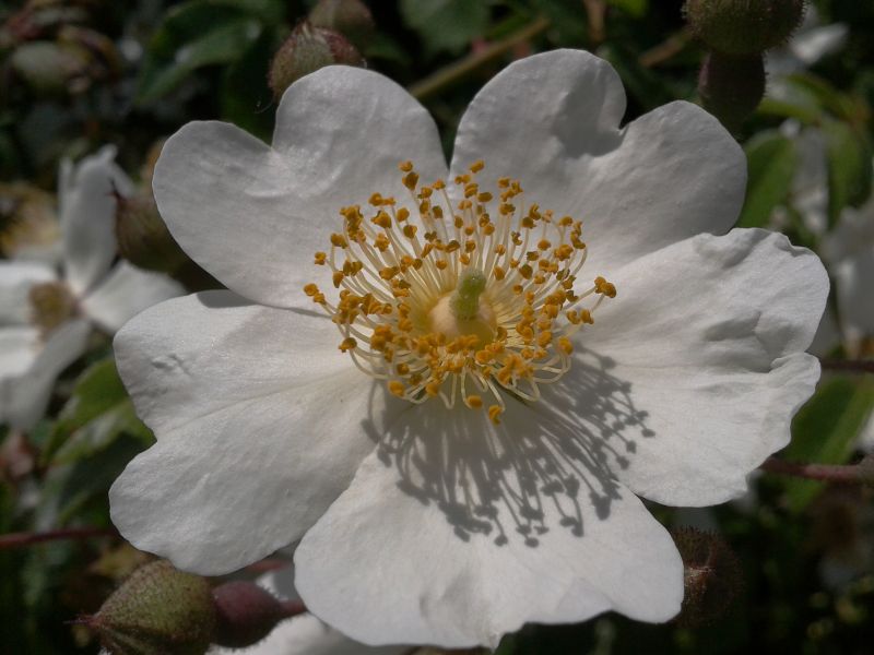 Rosa sempervirens